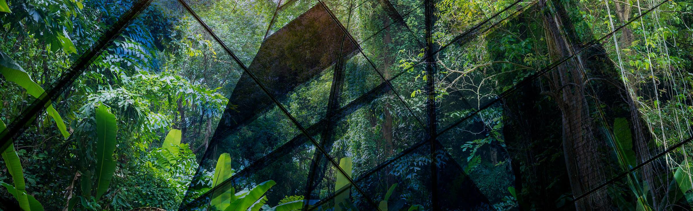 Kunstwerk aus Pflanzen und Glas view upwards in a greenhouse