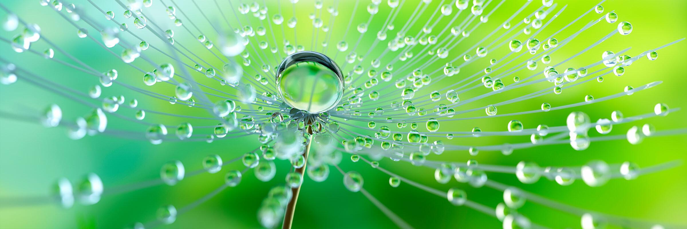 Tautropfen Dewdrops on a green background
